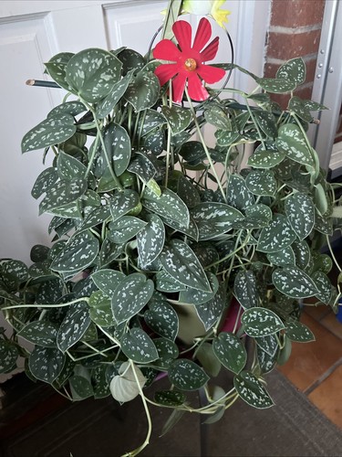 Silver Satin Pothos 10 node fresh CUTTING - Scindapsus Pictus Plant Houseplant - Picture 2 of 7