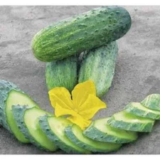 15 Cucumber Seeds Crispina F1 Nunhems Netherlands gherkin семена огурец