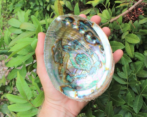 Abalone Shell: Wählen Sie eine Größe (Muschel Räuchergefäß, Smudge Bowl / Halter) - Bild 12 von 13