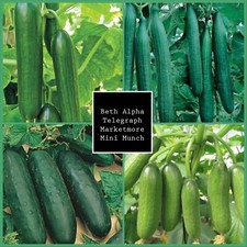 Mixed Cucumber plug plants Set-Beth Alpha, Telegraph, Mini Munch & Marketmore 🥒