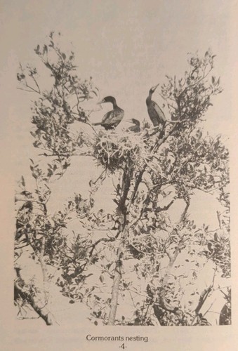 Nesting Birds, Fish Fishing, Mammals of SANIBEL CAPTIVA Barrier Islands Florida - Bild 9 von 13