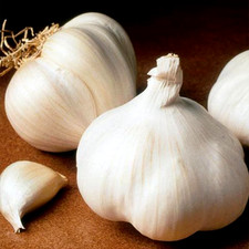 Garlic Bulbs 2 Large Transylvanian Vampire Softneck Organic Garden Long Storage