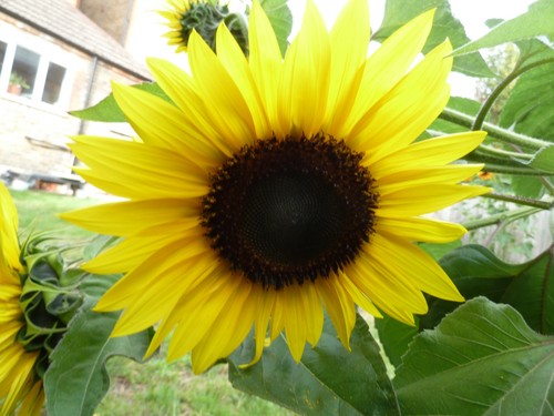 Gemischte Sonnenblumenkerne für Papageien/Gartenvögel/Eichhörnchen 400gms bis 1,8kg - Bild 19 von 22