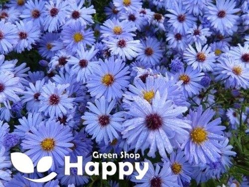NEW ENGLAND ASTER - SKY BLUE - 350 SEEDS - AUTUMN FLOWERING - PERENNIAL FLOWER - Picture 2 of 3