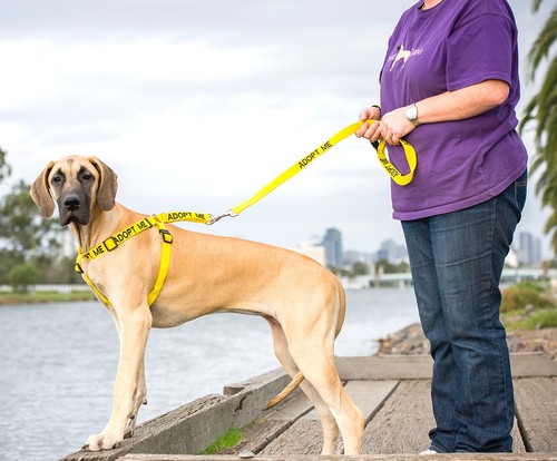 Non Pull Harness SERVICE DOG Blue Safety Heavy Duty Secure Harness Or Lead Set  - Picture 2 of 13