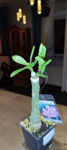 ADENIUM FASCHION STAR WUSTENROSE SUCCULENT - Bild 6 von 18