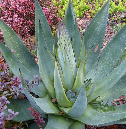 Agave obscura 10-15cm - - 第 1/1 張圖片