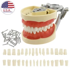 NISSIN 200 Style Dental Typodont Model 32 Removable Teeth Restoration Practice