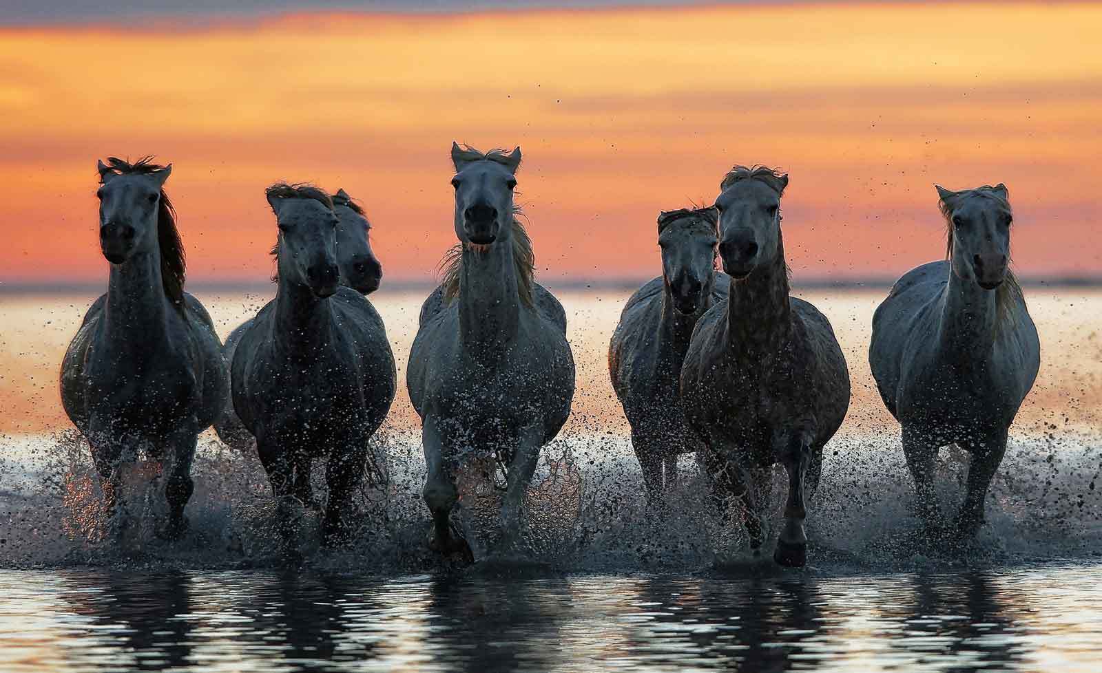 Mural de Pared Foto Wallpaper XXL Caballos Correr Playa Puesta de sol (1X-1287835WS) Mural Playa de Pared Foto Wallpaper XXL Caballos Correr Playa Mural Puesta de sol (1X-1287835WS) 191d2f