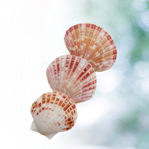 50 Pcs Decorative Shells Mini Beach Decorations Crafts Real Seashells - Picture 9 of 11