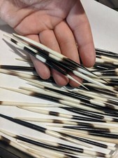 Large 1pc 6-8" Natural Porcupine Quill Black And White For Crafts