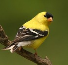 pretty_finch