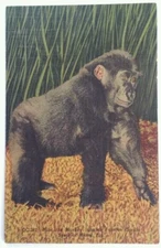 Miami Florida Postcard Vtg Early 1900s Monkey Jungle BULU Gorilla Baby Redland 