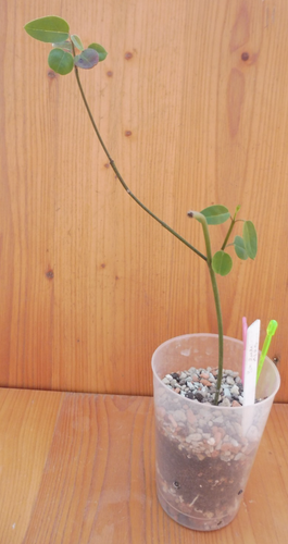 🌸Ceropegia Carnosa Zulu🌸etabliert aktiv wachsende Pflanze🌸RAR🌸 Leuchterblume - Bild 2 von 8
