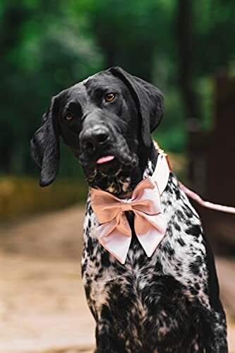 Fliege Hundehalsband - bequemes Seiden Hundehalsband Halsband & Schleife - XS (1er Pack) rosa - Bild 5 von 6