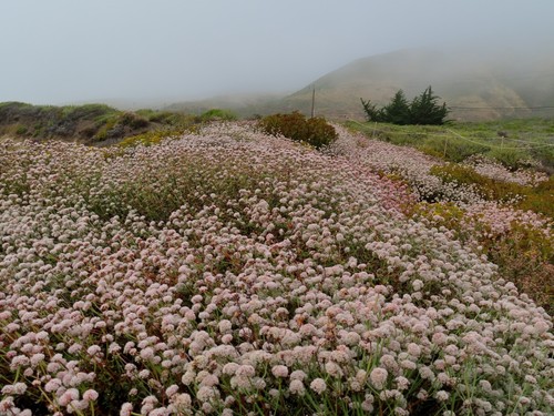 CA Buckwheat seeds (DWARF) Eriogonum fasciculatum 'Theodore Payne' - Picture 8 of 13