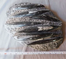 Ancient squid fossil Orthoceras fossilized extinct Ordovician period Nautiloid