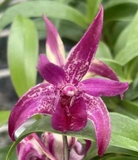 Dendrobium Victorian Jazz Australian form Fragrant Bloom size