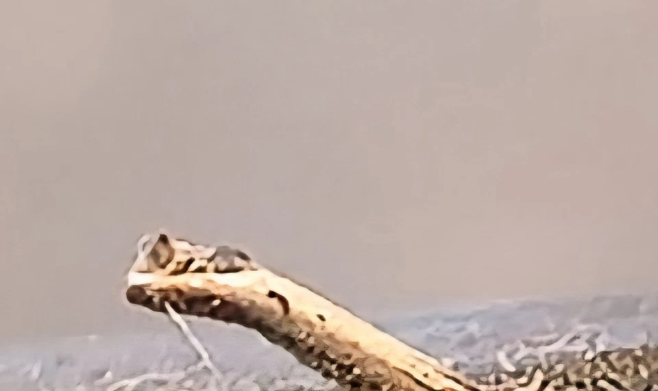 Cartucho Grado Gold H04 para tocadiscos | Lectura de audio vintage Foto 4 de 4