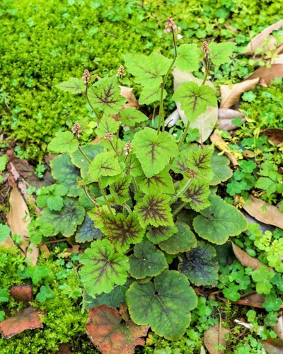 20 FILIGRAN SCHAUMBLUME weiß & rosa Tiarella Polyphylla Schattenblumensamen - Bild 6 von 6