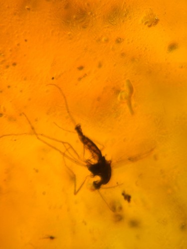 10 pieces authentic Myanmar insect Amber specimen fossil dinosaur age 5.27-33 - Bild 6 von 12