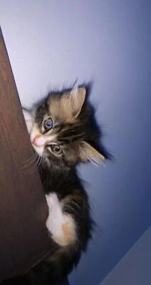 kirby ami ami big plush doll