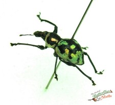 Metallic spot weevil beetle Pachyrrhynchus ssp. SET x1 A- Insect Entomology D1