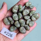 SALE Multi Heads  Conophytum Obcordellum SSP hybird WYSIWYG