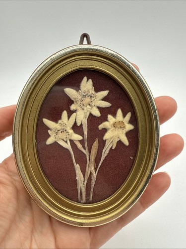 Vintage Miniature Dried Floral Art Framed Edelweiss Dried Preserved Flowers 4x3”