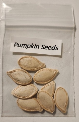 Pumpkin Seeds for planting. 8 Seeds. - Picture 6 of 6