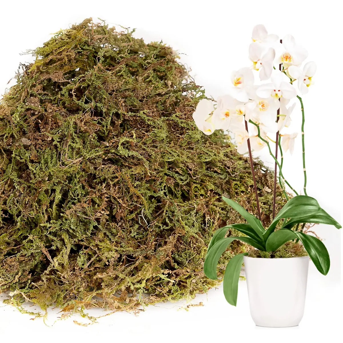 Dried Moss for Plants - Orchids Reptiles Live Moss Terrarium