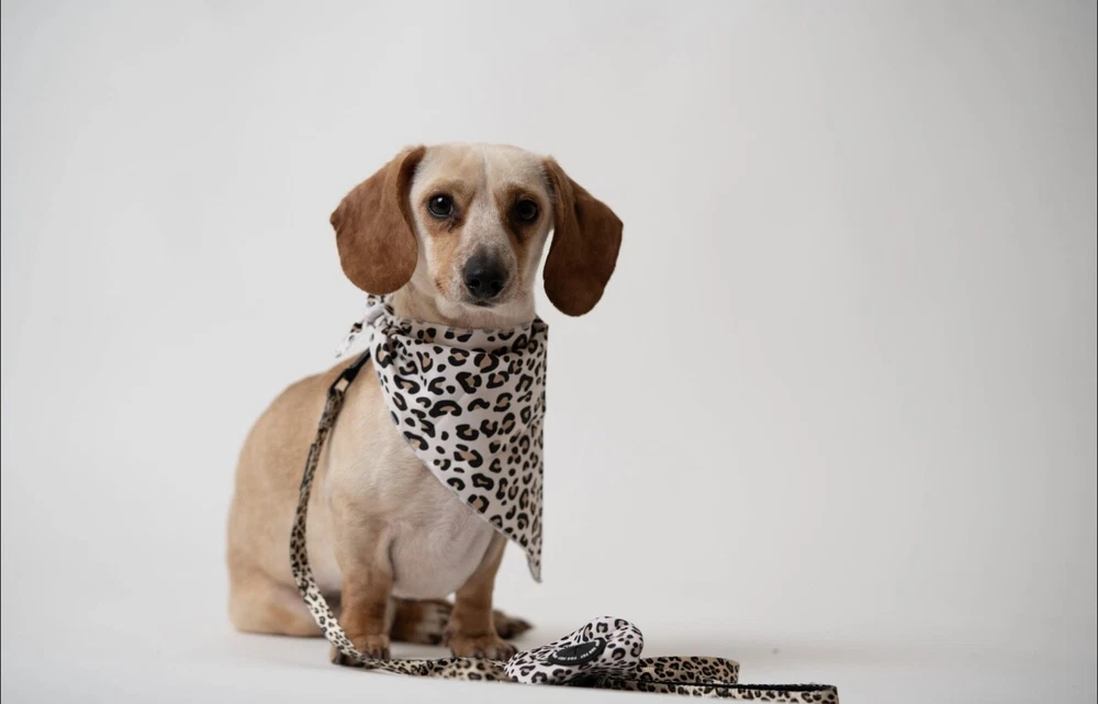 Dog Harness & leash matching set