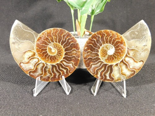 IRISIEREND! Geteilter und polierter AMMONIT Fossil 100% natürlich Madagaskar 128gr