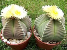 Astrophytum KIKO nudum myriostigma exotic hybrid rare cactus aloe cacti 50 SEEDS