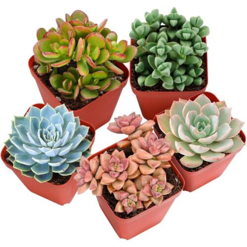 5 Pcs Assorted Real Succulents Potted in 2" Starter Pot&Soil Beautiful Plants