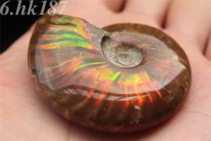 Natural-Iridescent-Ammonite-Ammolite-Facet-Specimen-Fossil-Madagascar-35MM-SH