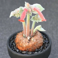 4-5cm Succulent plants Sinningia leucotricha (Hoehne) H.E.Moore root tuber plant