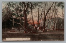 Sycamore Grove Park Los Angeles CA Hand Tinted Postcard Japan by Globe Novelty