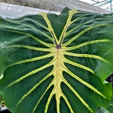Colocasia Live Bulb Jade Magma Tuber New Hybrid Free Phytosanitary Certificate