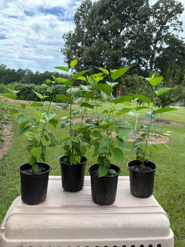  Árbol de morera compacto productor pesado Dwarf Ever Bearing Foto 3 de 4