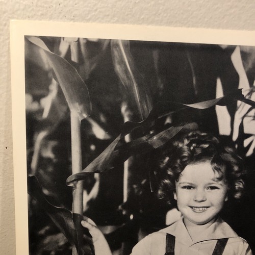 Vintage Shirley Temple Photograph In Corn Field Black And White 8”x10” - Picture 8 of 15