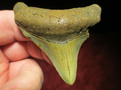 2-5/8 Inch MEGALODON SHARK Tooth Fossil Mega Teeth NC DEEP SEA OCEAN WATER SCUBA - Picture 5 of 8