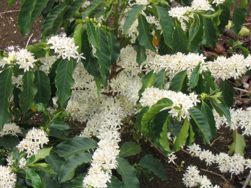 ARABICA COFFEE TREE 20 SEEDS COFFEA ARABICA FLOWERING EVERGREEN SHRUB - Picture 1 of 5