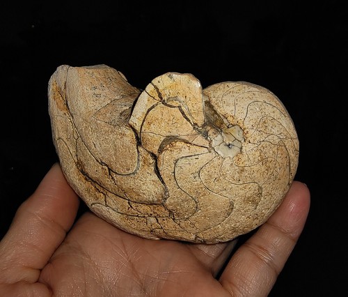 ¡INCREÍBLE AMONITA!! FÓSIL NAUTILOIDE TRIÁSICO NAUTILUS DE TIMOR, INDONESIA 90MM - Imagen 7 de 7