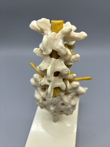 Vintage Geigy Lendenwirbelsäule anatomisches Modell Steißbein Wirbelsäule Wirbel - Bild 8 von 19