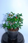 Dwarf Japanese rock garden Holly 5" pot