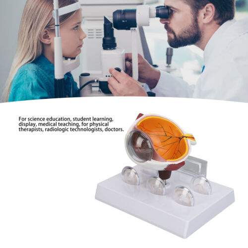 Augenmodell Modell Menschliches Auge Anatomie Lehrmodell Auge Anatomie Modell. - Bild 3 von 10