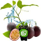 Purple Possum Passion Fruit - Passiflora edulis