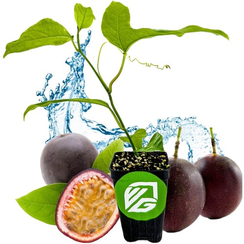 Purple Possum Passion Fruit - Passiflora edulis - Picture 1 of 6