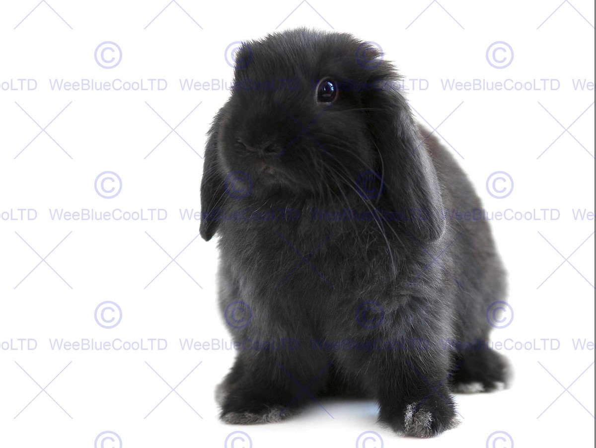 Black lop best sale rabbit